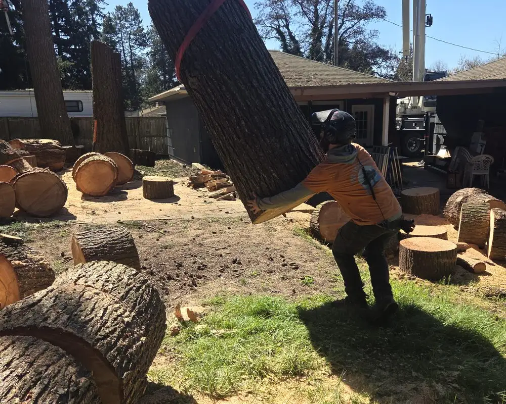 Stacked log rounds after a tree removal in Vancouver, WA