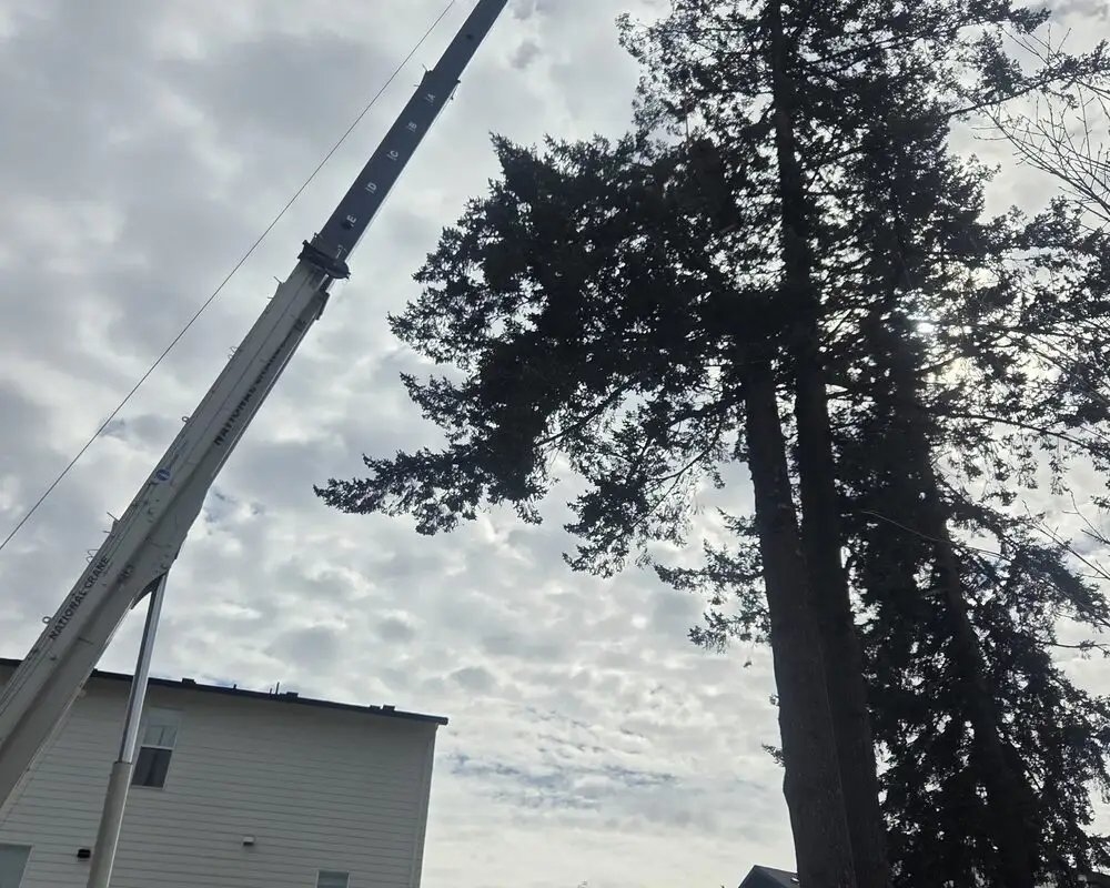 Crane-assisted tree removal in progress in Vancouver, WA