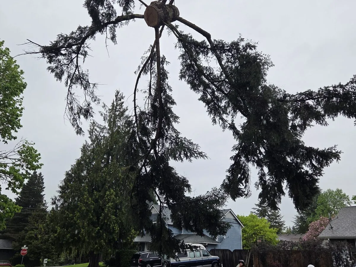 Tree Trimming & Pruning in Clark County by Priority Tree Service