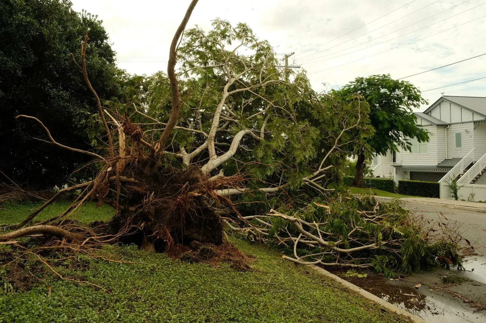 Uprooted tree lying across a lawn and onto a suburban street beside a house after a storm