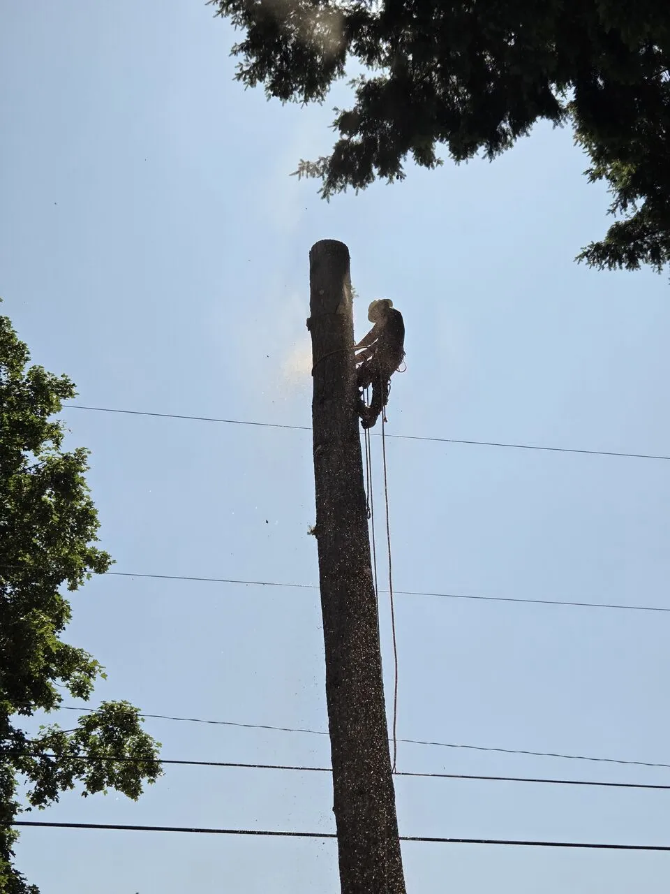 Climber topping a tall bare tree trunk near power lines in Vancouver, WA