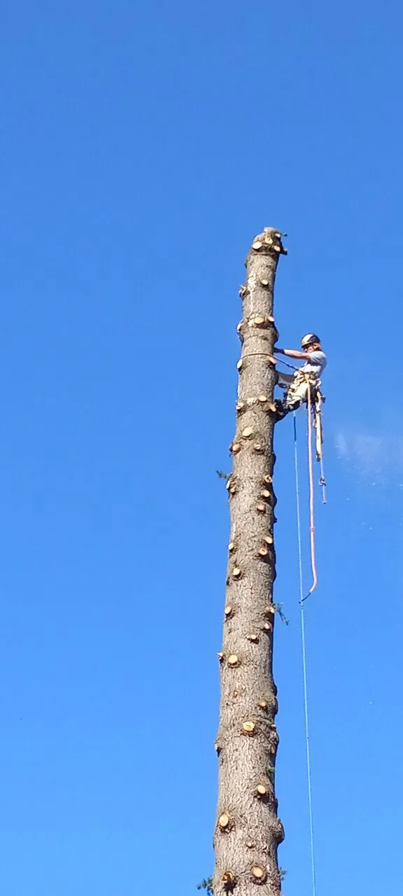 Climber high on a limbed tree trunk under blue sky during a removal in Vancouver, WA