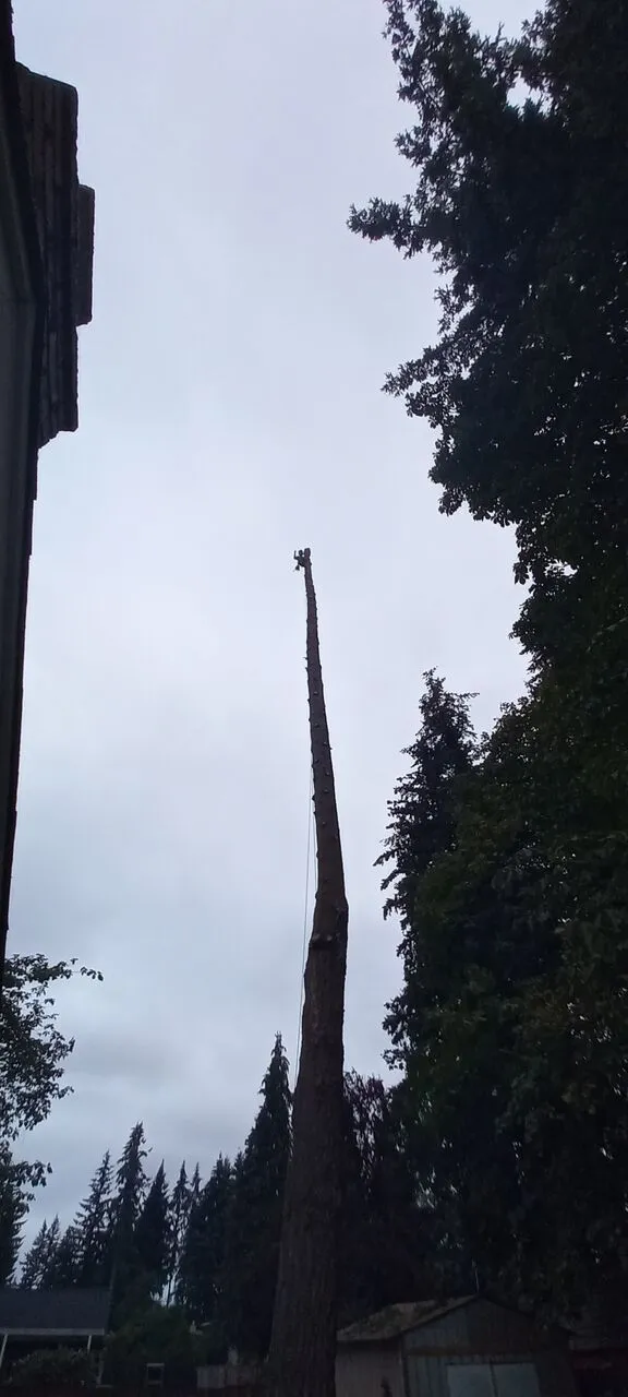 Climber working atop a very tall narrow tree spar at dusk near Vancouver, WA