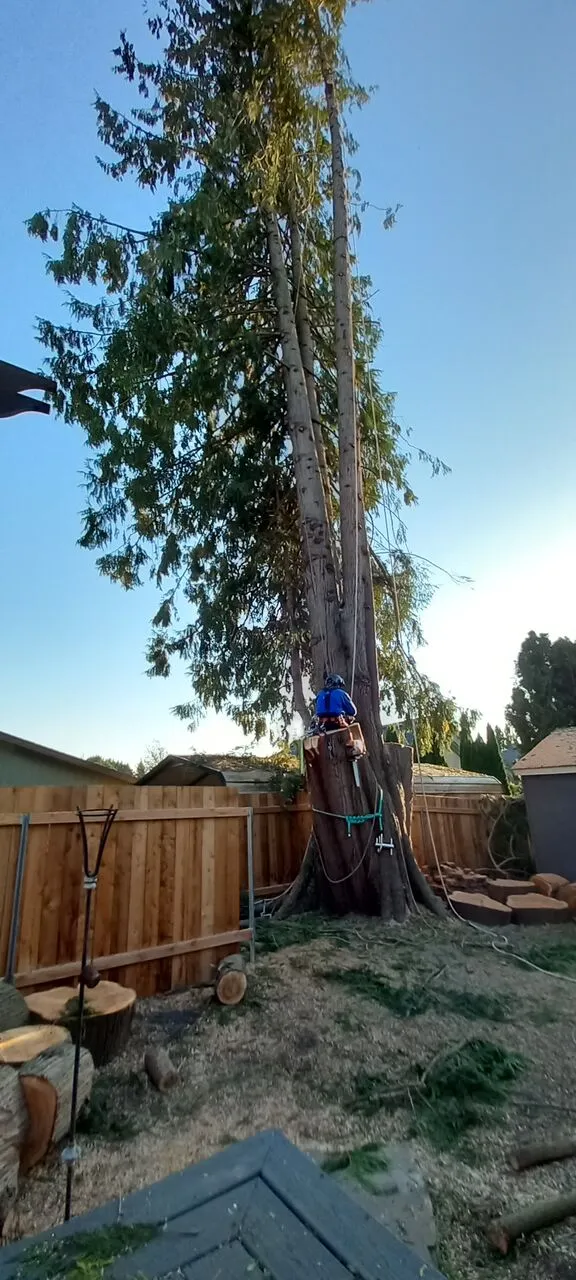 Climber roped into a tall evergreen sectioning the trunk in a fenced backyard in Hazel Dell, WA
