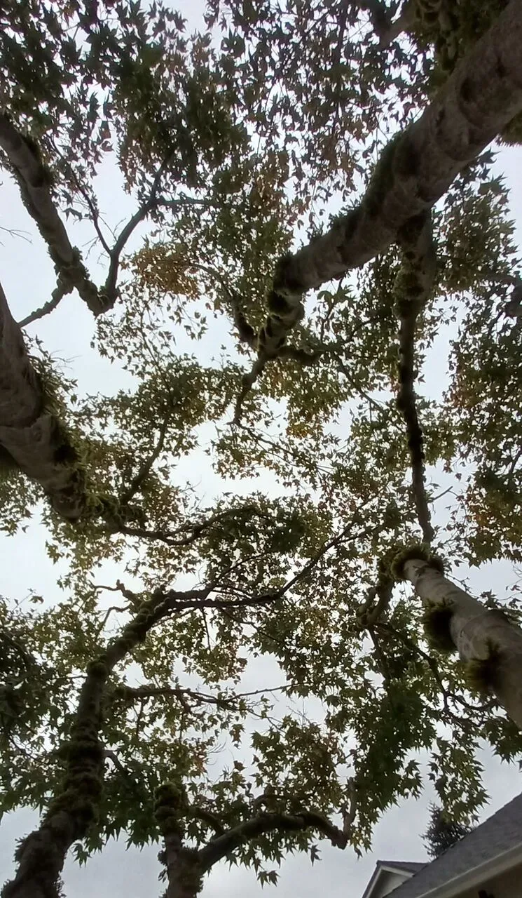 Looking up into the full canopy of a large hardwood in Clark County, WA, the view an arborist reads to judge how much of a crown a tree has lost