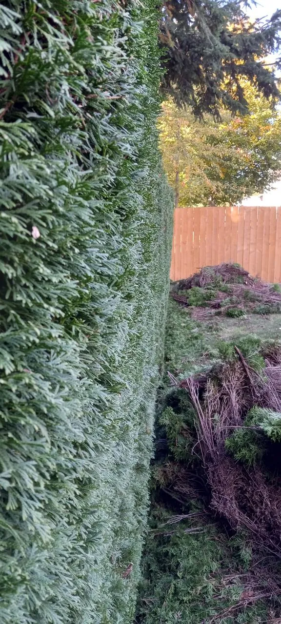 Freshly trimmed tall arborvitae hedge with clippings stacked alongside in Hazel Dell, WA