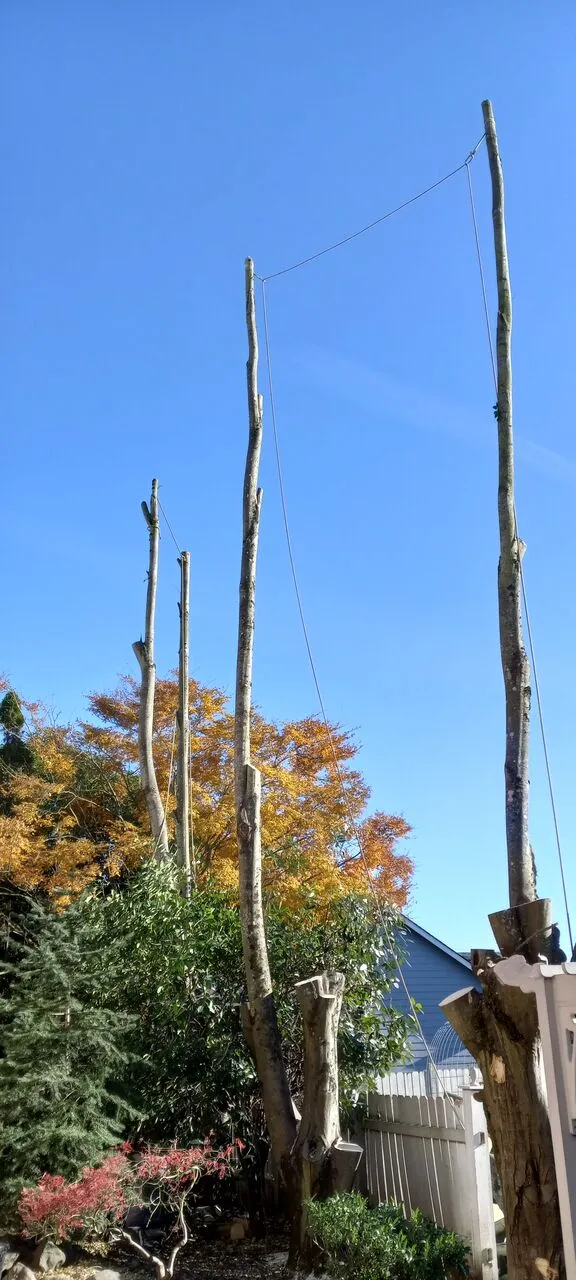 Tall tree trunks topped and reduced to bare spars during a removal in Washougal, WA