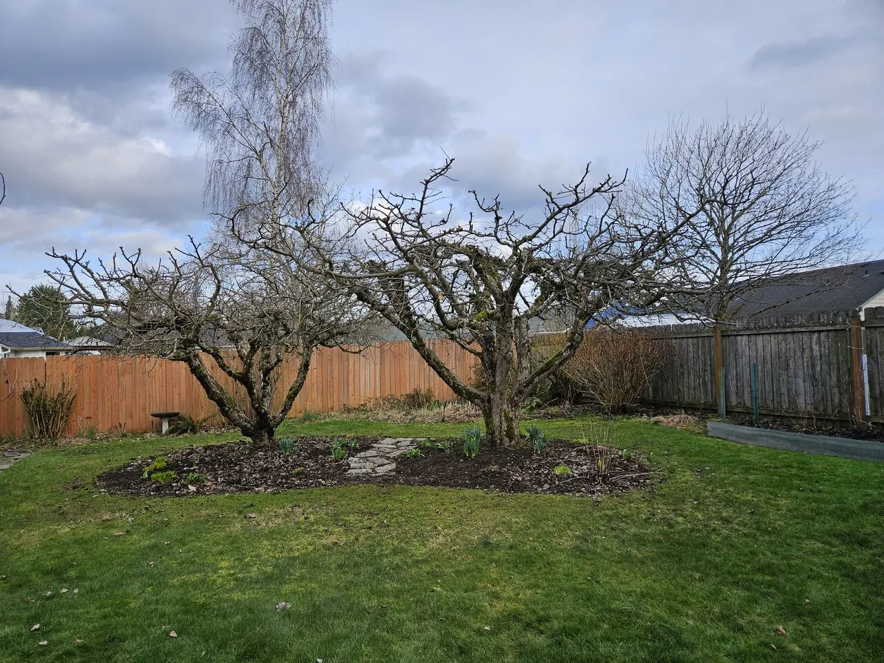 Two fruit trees freshly pruned in a fenced backyard in Camas, WA