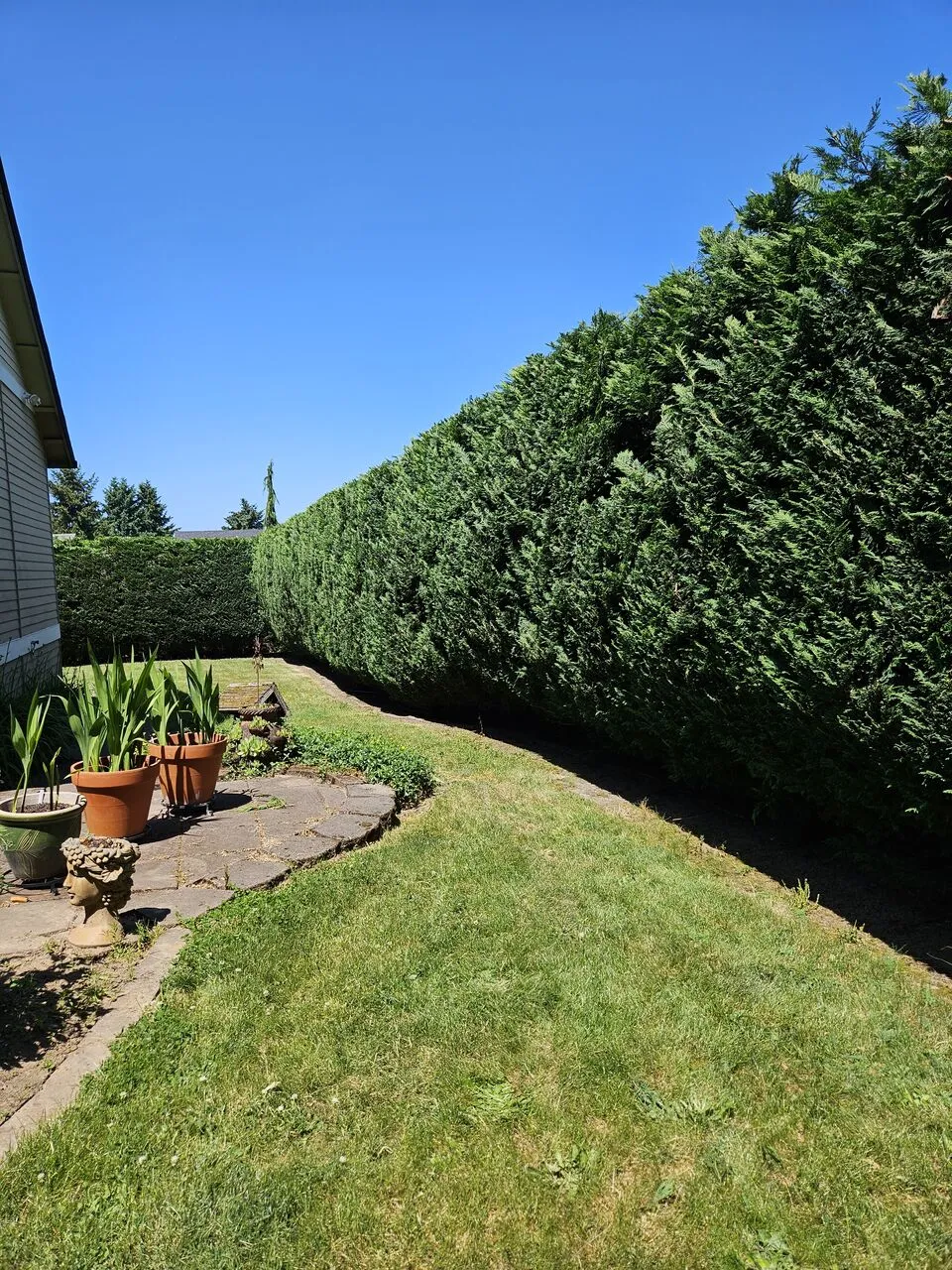 Long arborvitae hedge shaped and trimmed beside a green lawn for a Clark County, WA homeowner