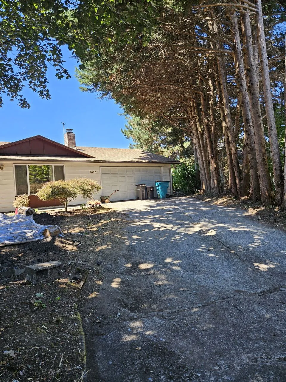Row of tall trees lining a home driveway awaiting tree work in Washougal, WA