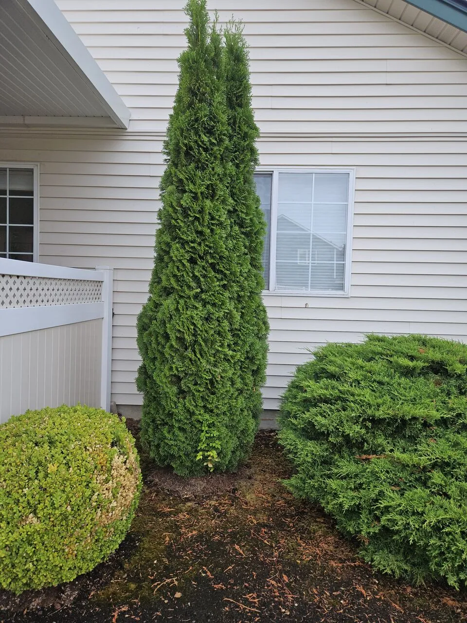 Freshly pruned arborvitae and shaped shrubs framing a home front corner in Camas, WA