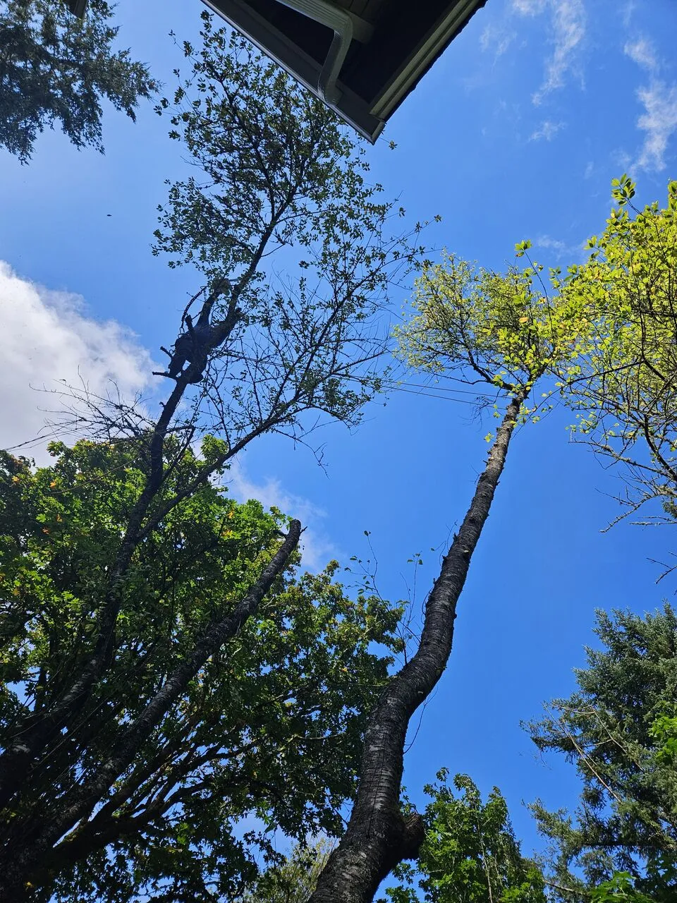 Climber high in a tall tree pruning limbs against blue sky for a Clark County, WA homeowner