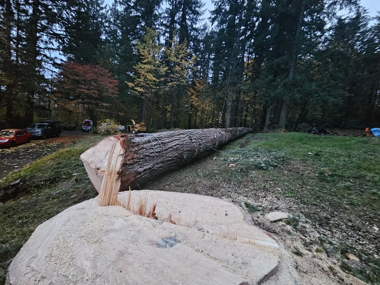 Massive fir felled and stretched across a wooded yard after removal near Camas, WA