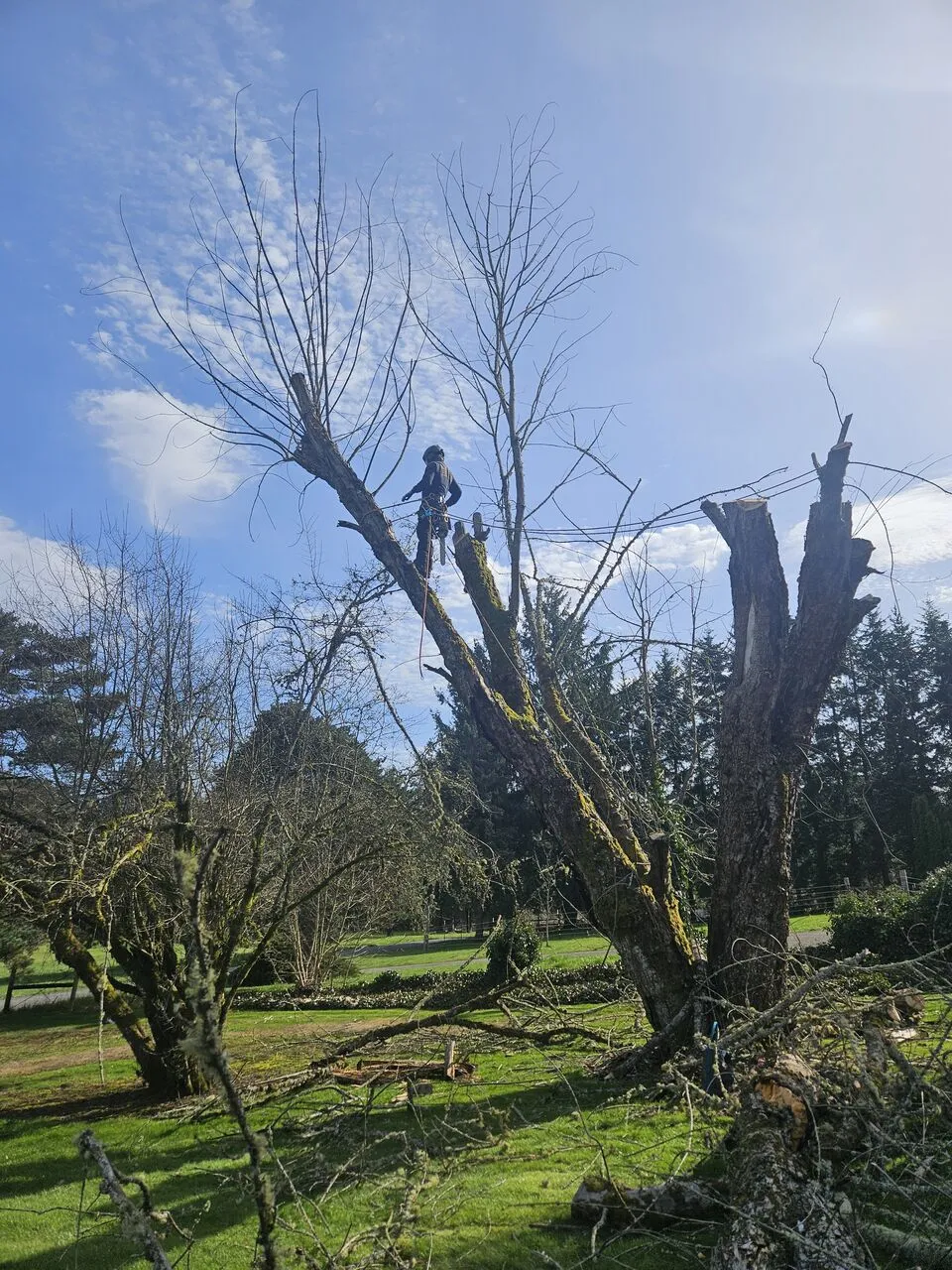 Arborist topping a bare tree against blue sky during a Brush Prairie, WA removal