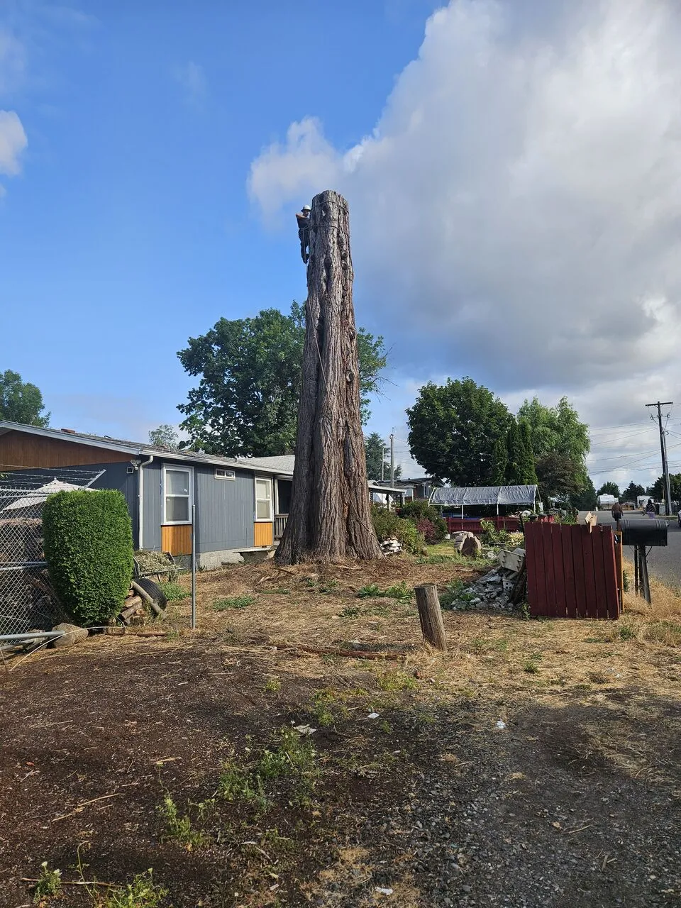 Tall bare trunk left standing beside a home before final felling in Brush Prairie, WA