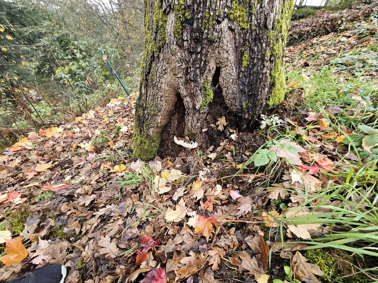Close-up of a hollow rotted trunk base showing decay before tree removal in Brush Prairie, WA