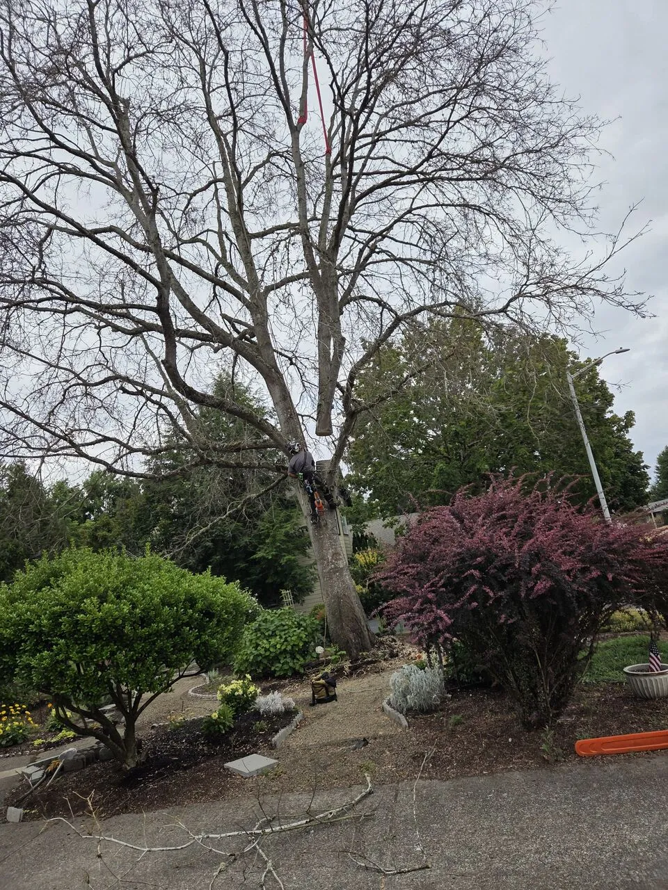Climber high in a bare hardwood pruning branches over a landscaped Brush Prairie, WA yard