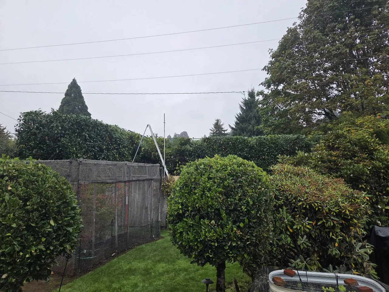 Neatly shaped topiary shrubs and hedges trimmed in a misty Ridgefield, WA backyard