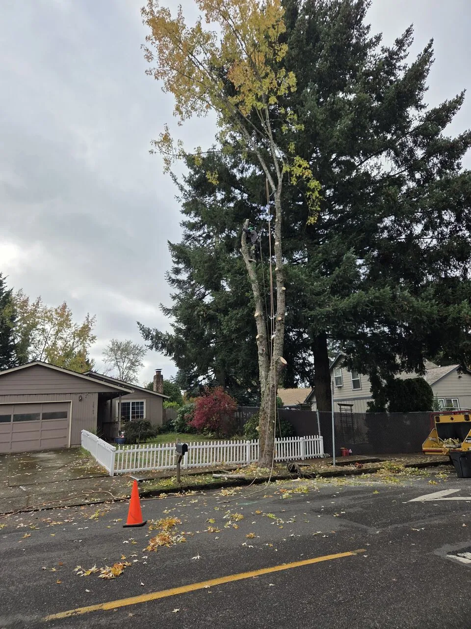 Tall maple roped and prepped for removal beside a fenced La Center, WA front yard