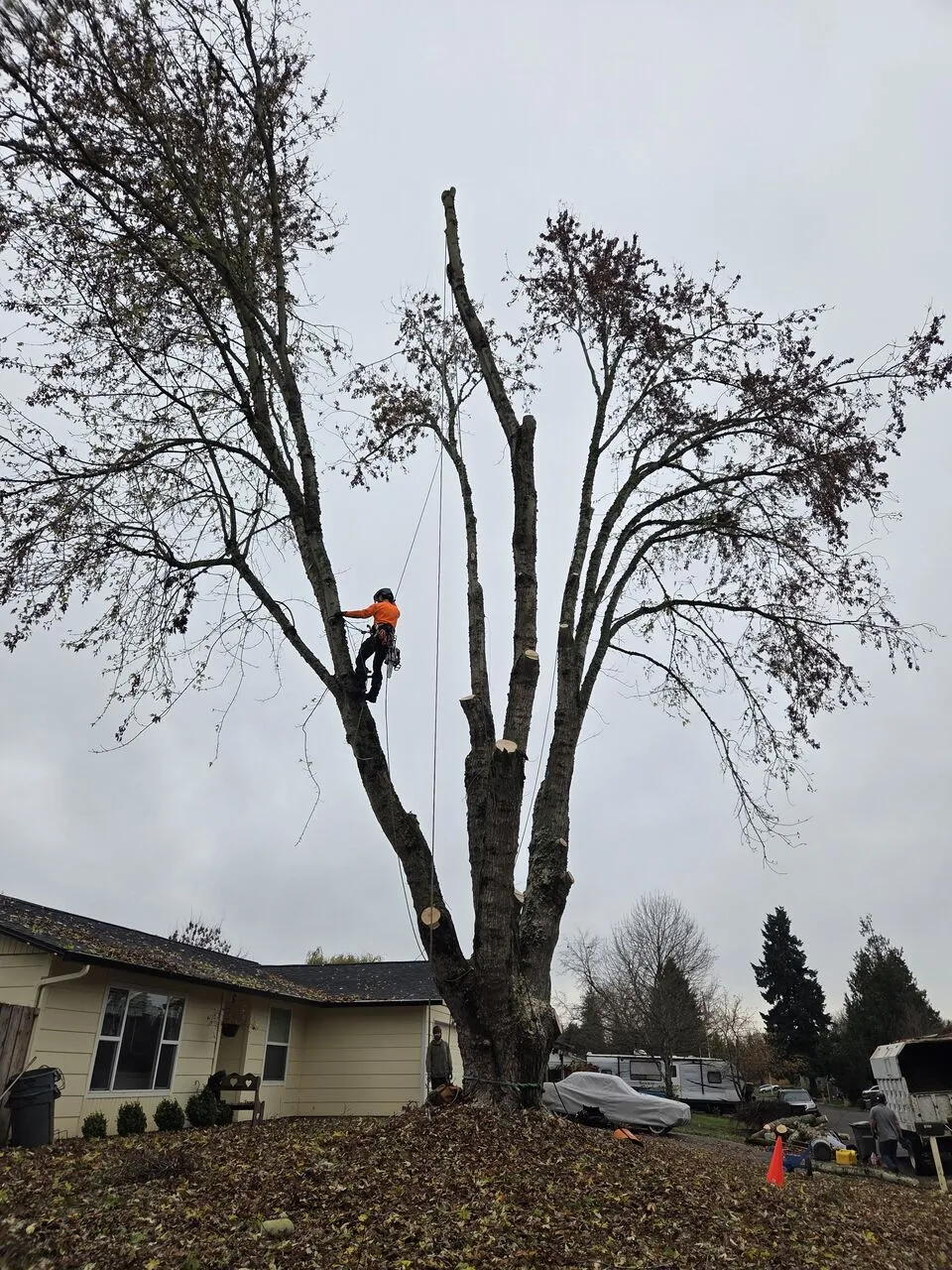 Climber roped into a large hardwood being sectioned down above a La Center, WA home
