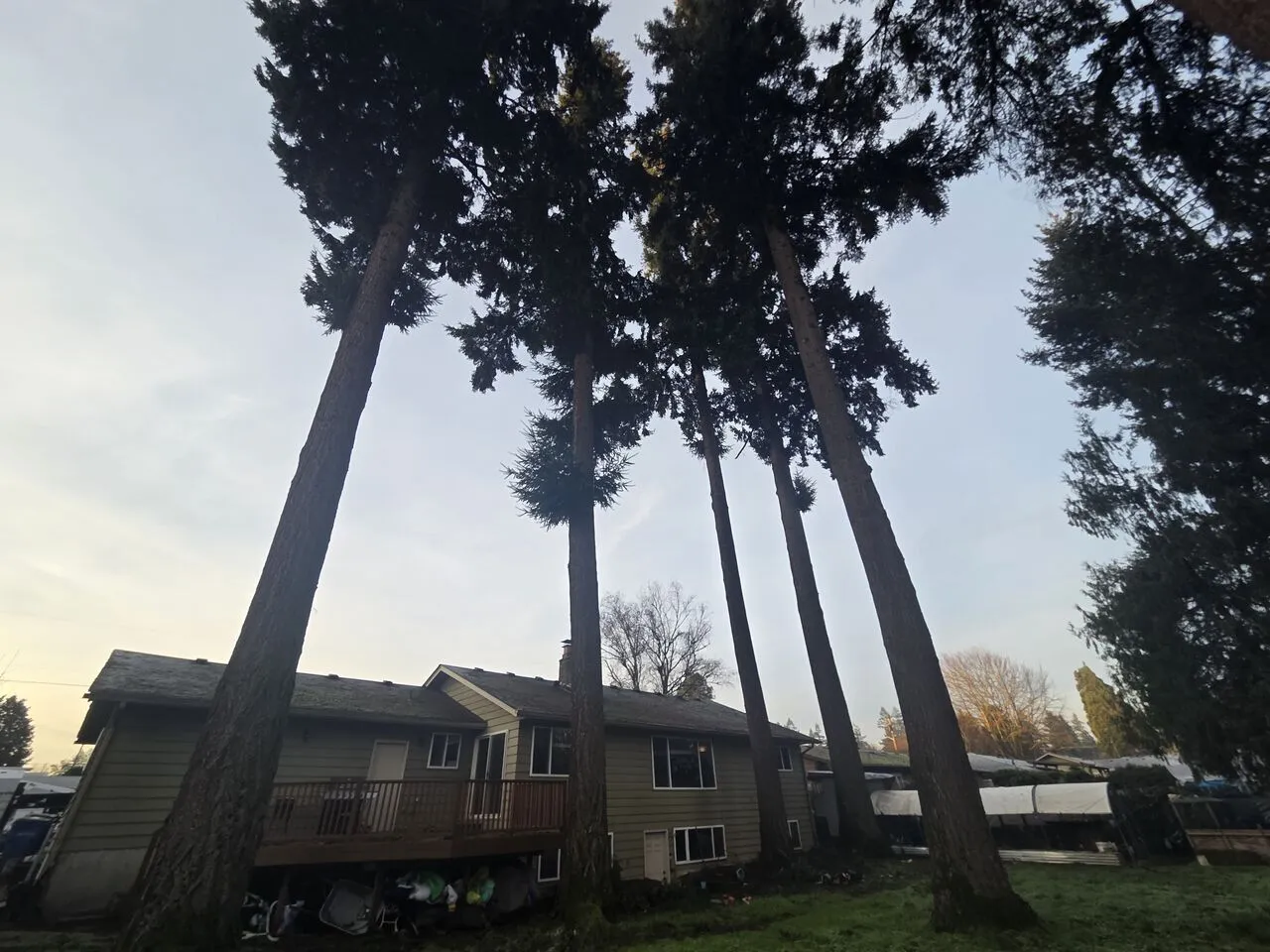Cluster of towering firs partially limbed behind a home in La Center, WA