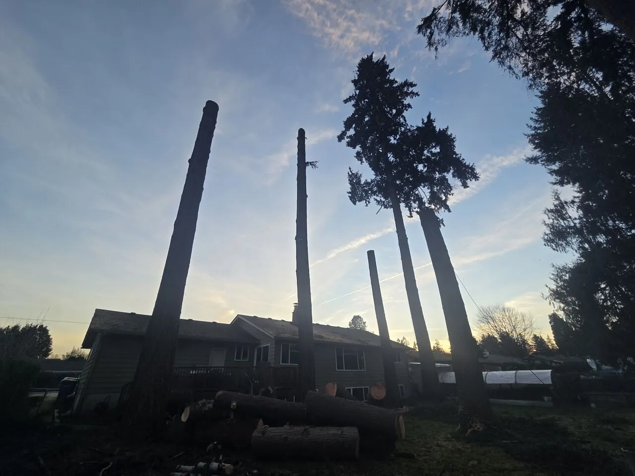 Several firs topped to bare spars at dusk during a removal in Ridgefield, WA