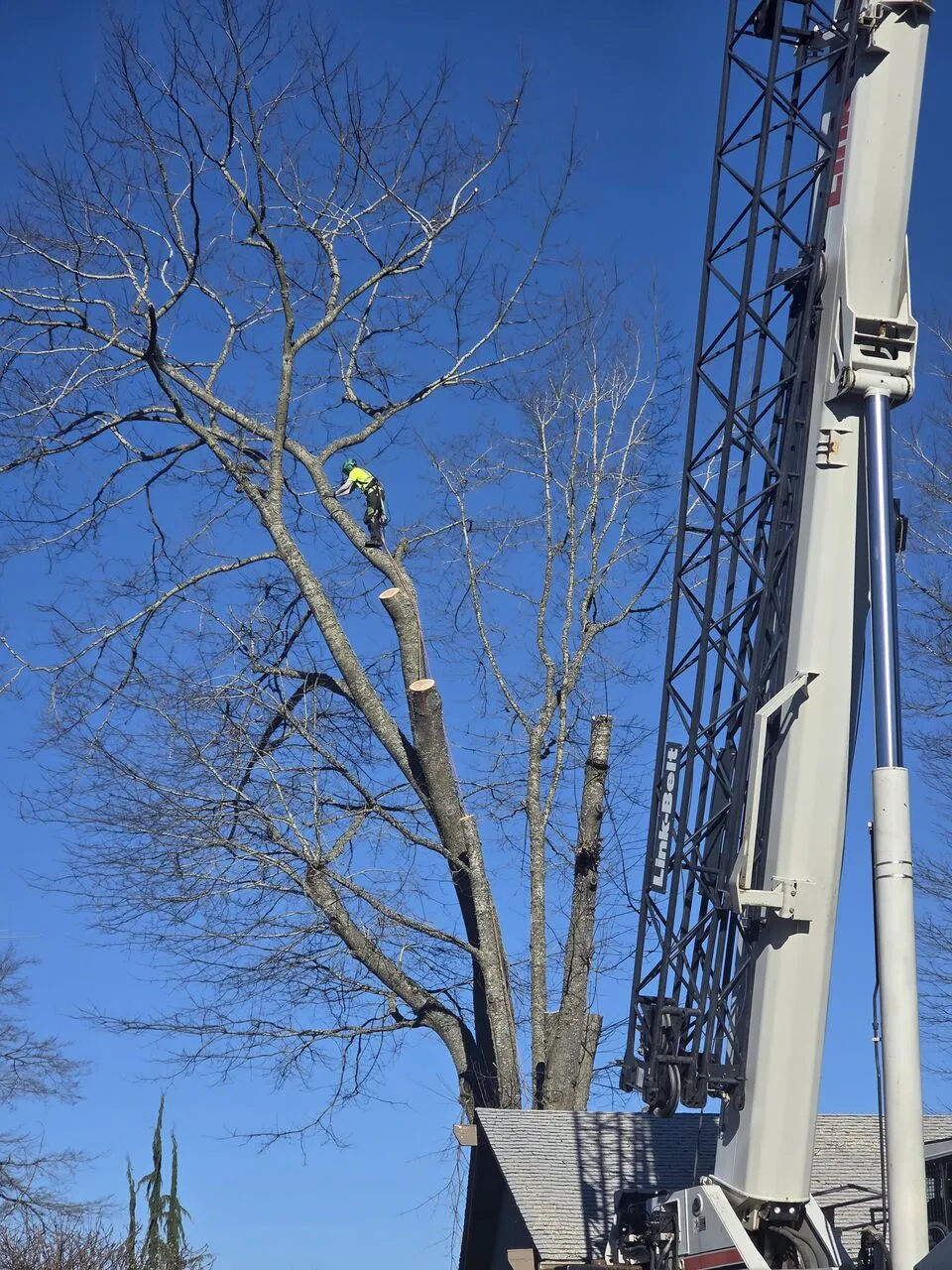 Climber high in a bare tree topping a section beside a crane boom over a Felida, WA rooftop