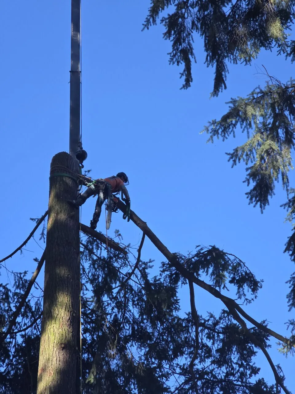 Climber with chainsaw cutting limbs from a tall conifer against blue sky in Salmon Creek, WA