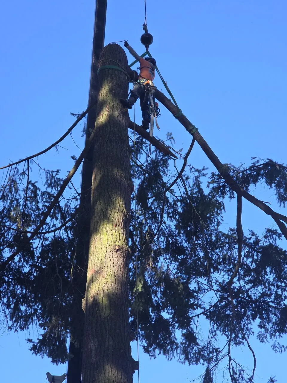 Roped arborist sectioning a tall evergreen trunk with crane hook above on a Felida, WA removal