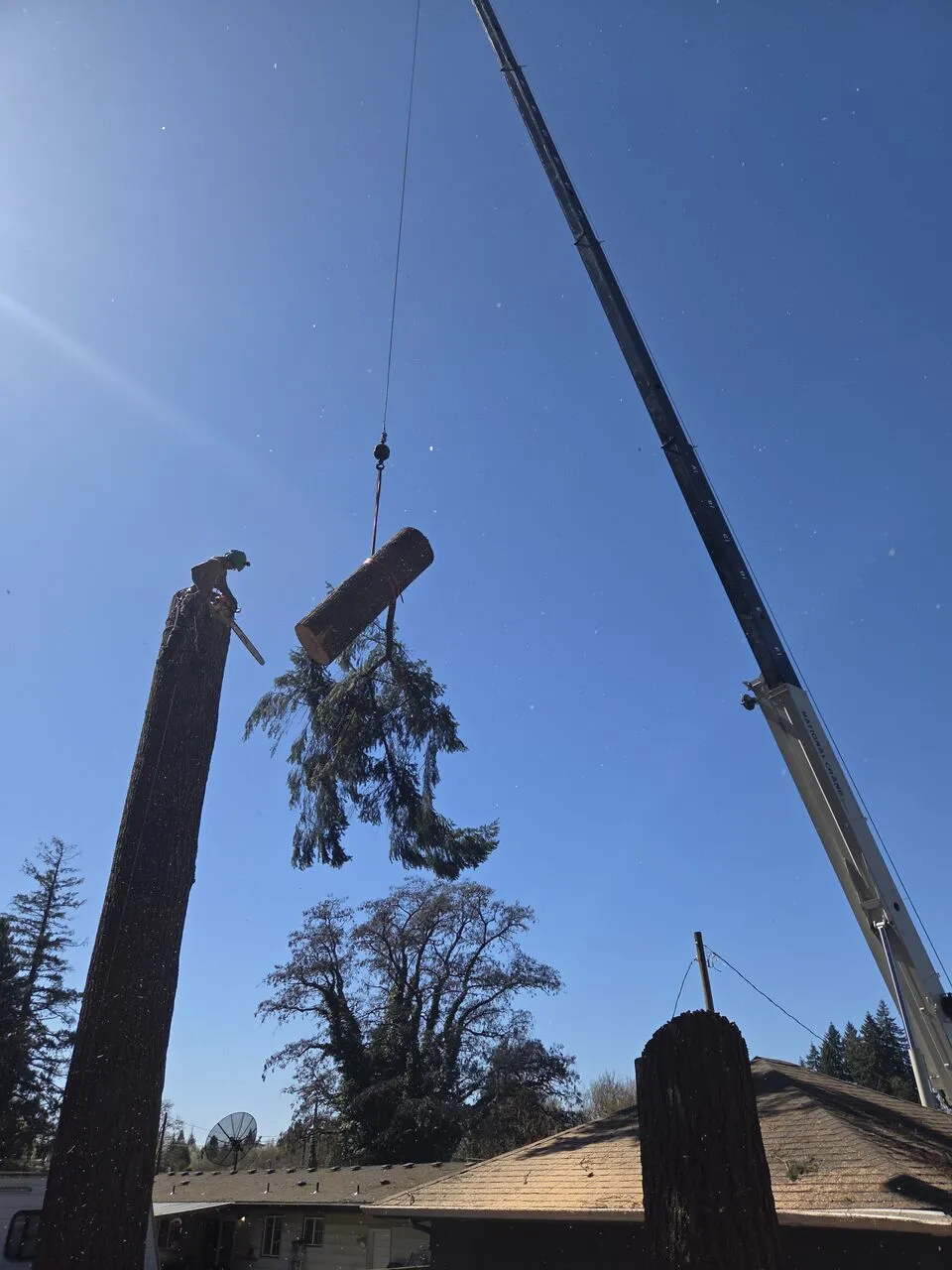 Crane hoisting a large log off a topped trunk while a climber watches during a Salmon Creek, WA removal
