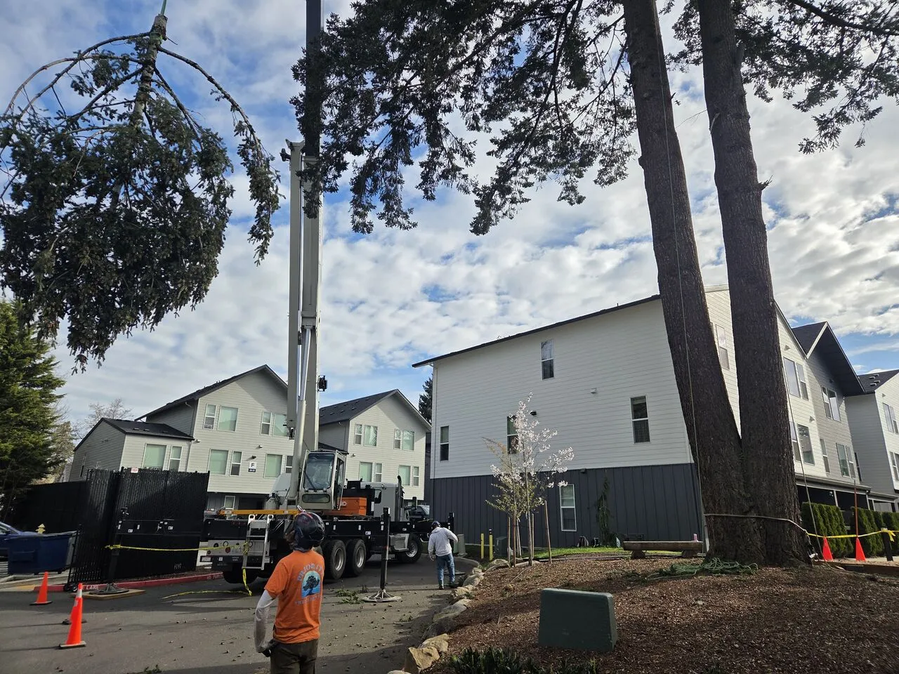 Ground worker watches a crane lift conifer limbs above apartment buildings during tree removal in Orchards, WA