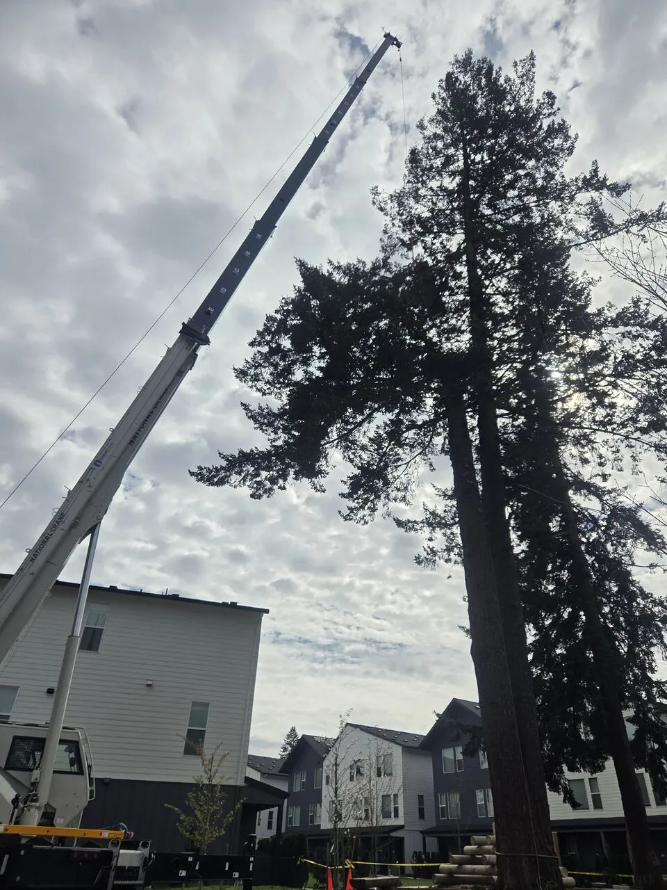 Crane boom extended beside a towering evergreen for a technical tree removal in Orchards, WA