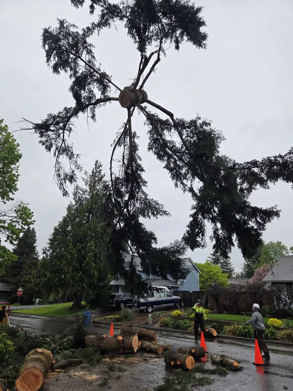 Topped conifer with bare cut branches above the crew and cut logs on a rainy day in Orchards, WA