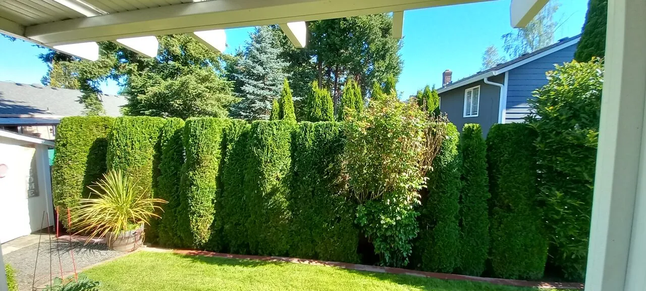 Neatly trimmed arborvitae privacy hedge lining a sunny backyard after hedge shaping in Orchards, WA