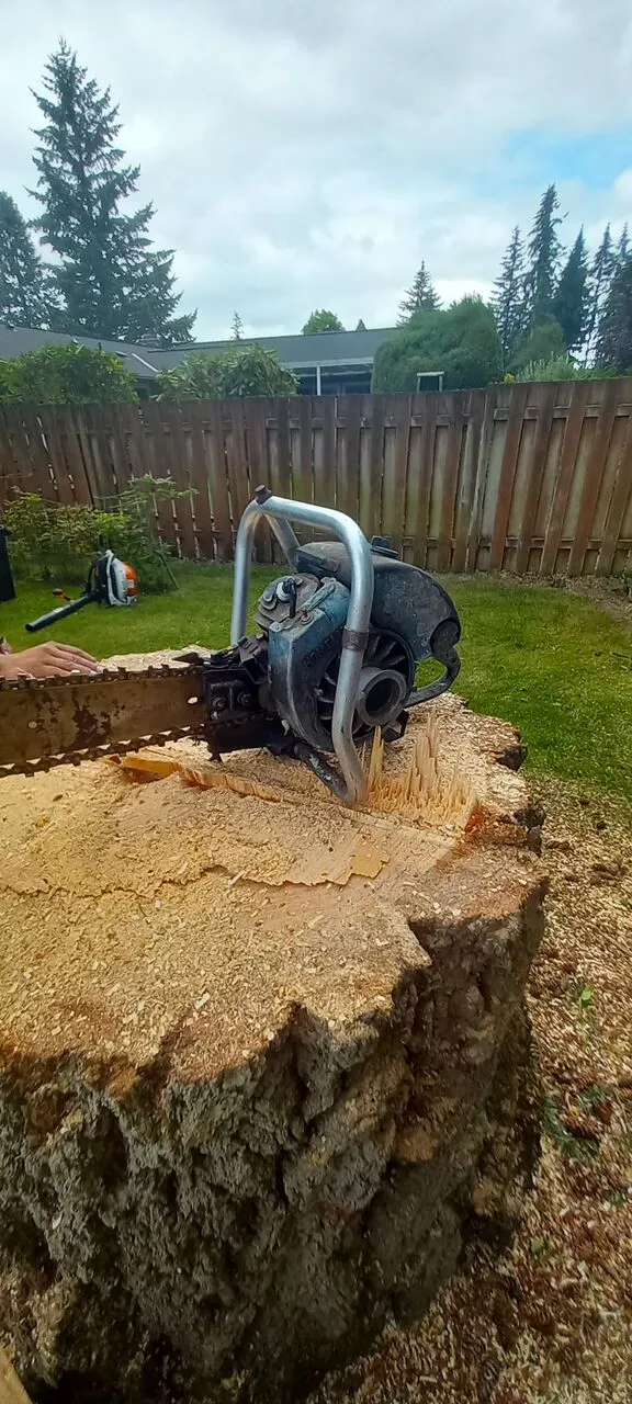 Chainsaw resting on a freshly cut tree stump in a fenced backyard during stump work in Hockinson, WA