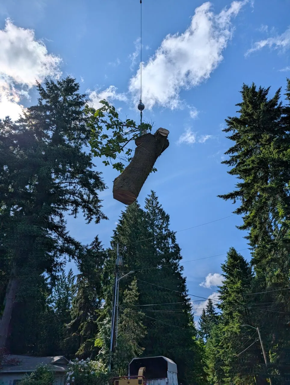 Crane lifts a large tree section through the sky above evergreens during a Camas, WA tree removal