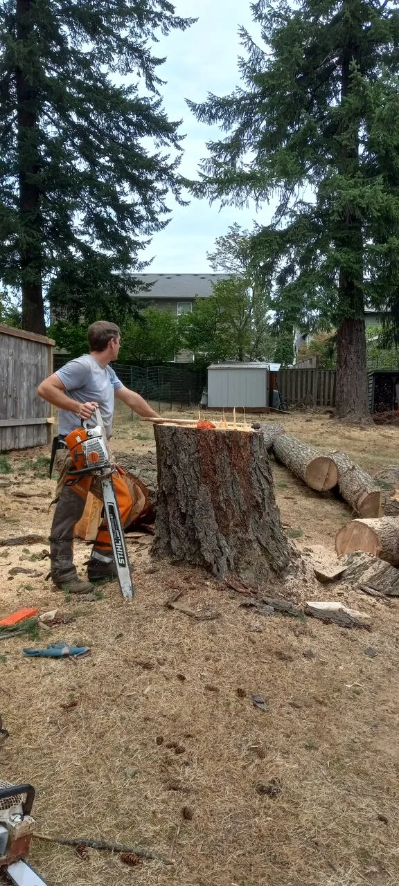 Arborist with chainsaw works a large tree stump in a fenced Vancouver, WA backyard removal