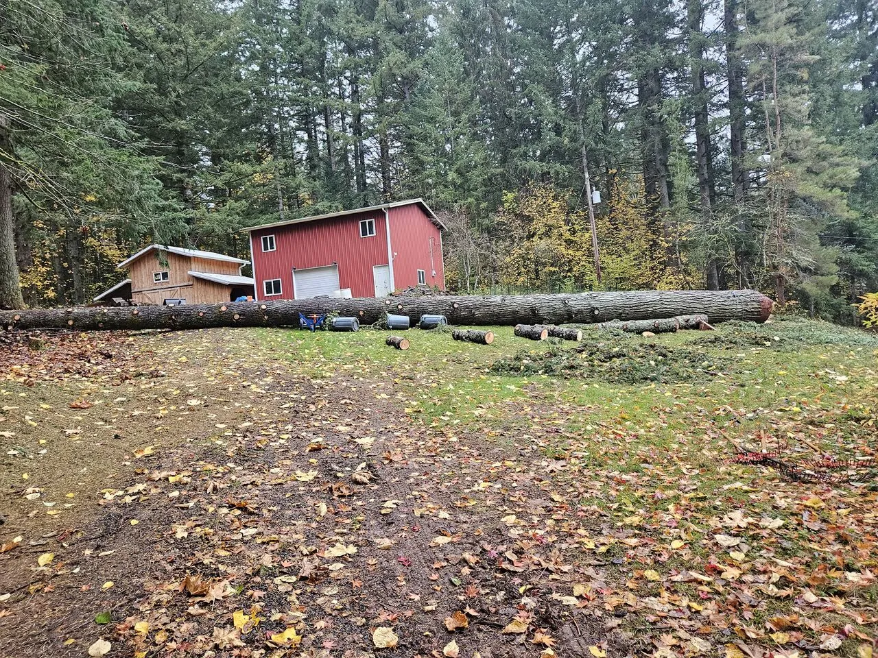 Felled tree trunk lying across a wooded property near a red barn after removal in Vancouver, WA