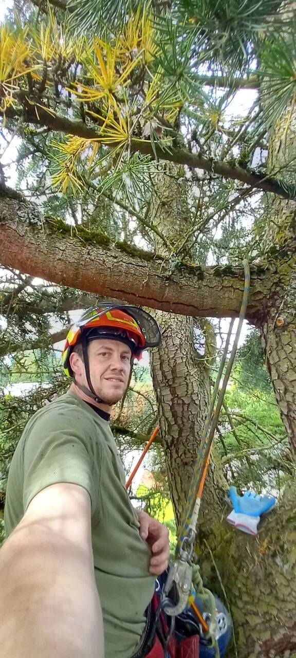 Helmeted climber roped into a pine canopy pauses for a photo during Camas, WA tree work