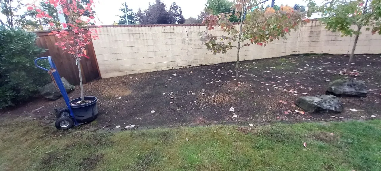 Young maple tree on a dolly ready for planting in a tidy fenced Vancouver, WA backyard
