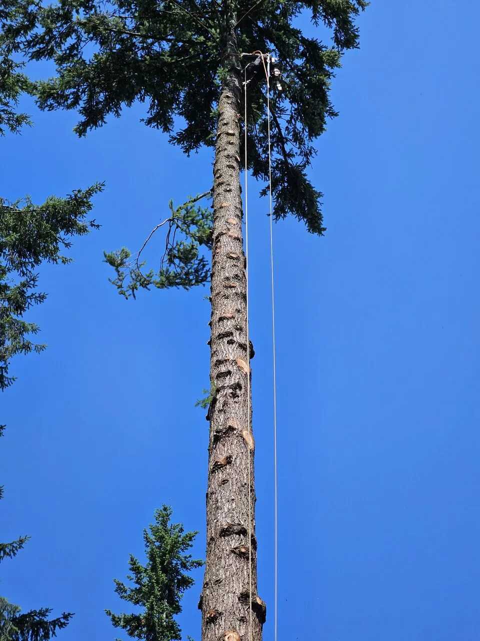 Looking up a towering bare conifer trunk with climbing line set for removal in Camas, WA